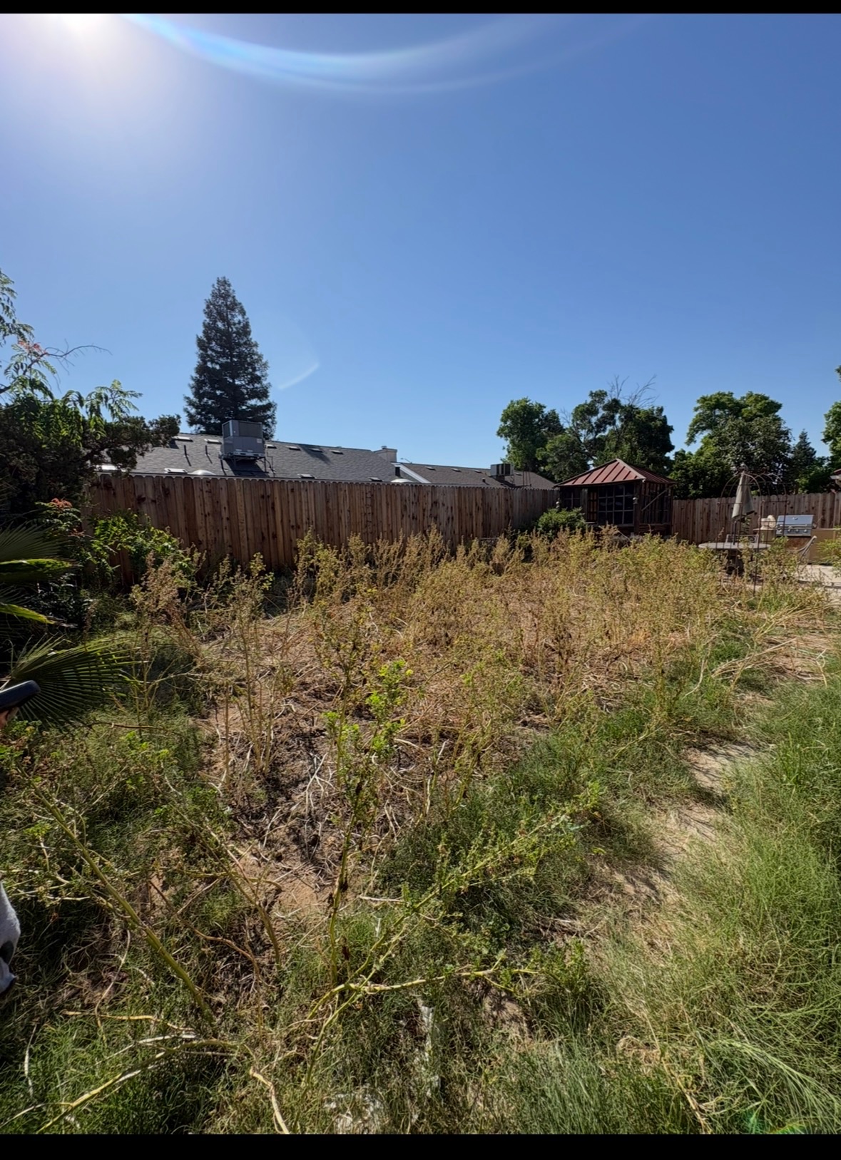 Palm fronds and brush pile before removal